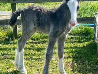 Mini Irish cob hingsteføl 