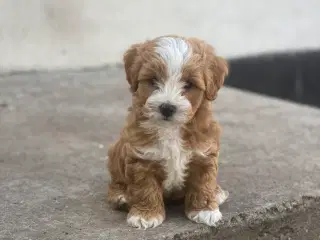 Cotonpoo hundehvalp 