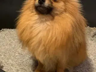 Pom-chi tæve 15 måneder