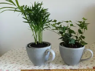 2 planter i grå kopper 