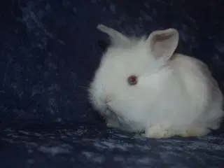 Minilop/Teddy dreng 