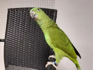 Stor gulnakket amazone papegøje 