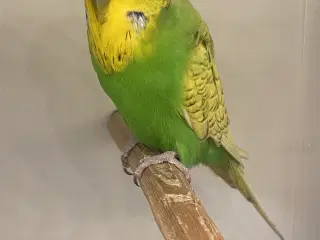 Flot engelsk undulat