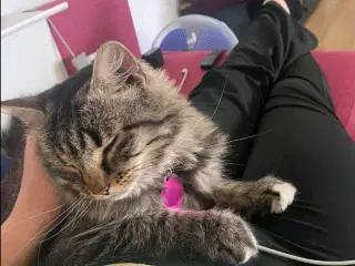 Kat Maine coon blanding