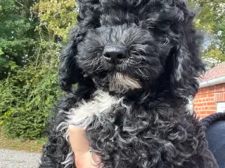 Cavapoo hvalpe
