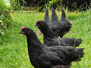Hanekylling Australorps 