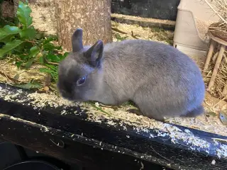 Hermelin avlshun