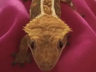 Kronegekko 