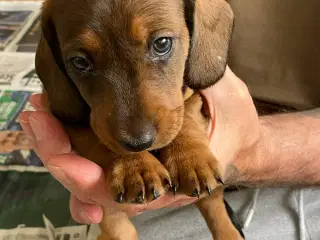 Korthåret gravhunde hvalpe 