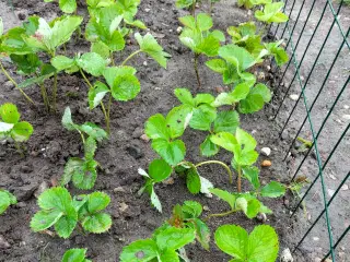 Jordbær planter sonata 