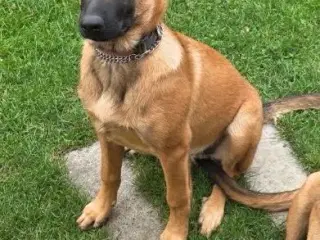 Malinois