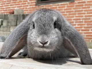 FRANSK VÆDDER HUN CHINCHILLA