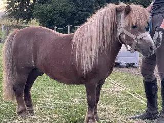 MEST CHARMERENDE LILLE HINGST