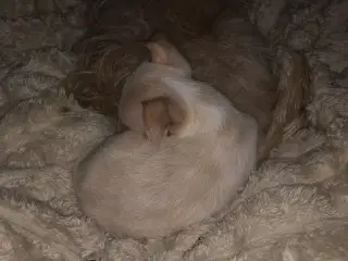 Shih Tzu / Chihuahua blanding dreng