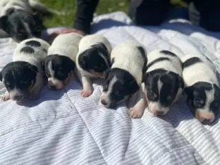 Dansk-svensk gårdhund