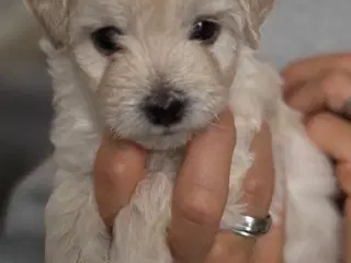 Maltipoo Hvalpe