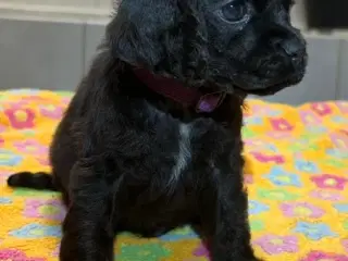 Amerikansk Cocker Spaniel han hvalp