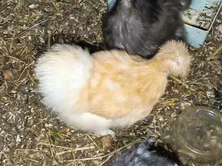 Dværg silkehøns høner