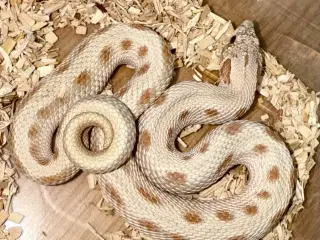 1.0 Frosted Conda 100% het albino 