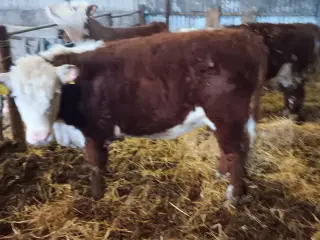 Økologisk Hereford kvier