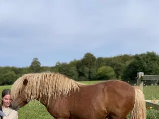 Shetlænder hingst på 16 år 