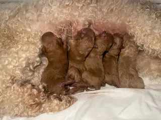  Cockapoo 1BB-hvalpe  – klar til nye hjem d.20 nov