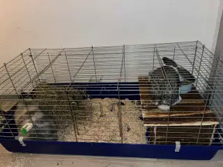 2  hun dværgkaniner søger nyt hjem