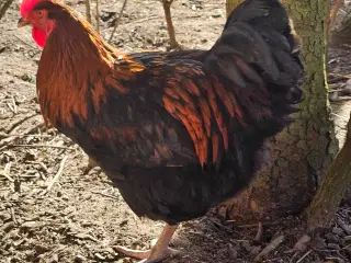 Maran / blandings hane 