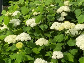 Stor hvide hortensia 
