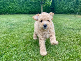  1 smuk mini Goldendoodle tilbage, doodle hvalpe
