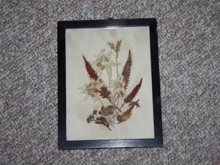 Billede med herbarium edelweiss 16 cm x 12,5 cm