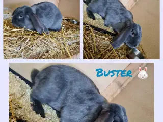 Franske væddere søger nye hjem 🐰