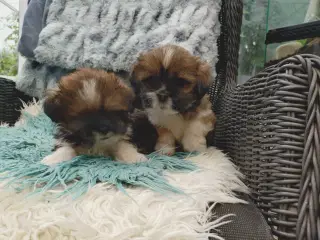 Lhasa apso med stambog