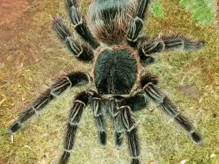 Lasiodora parahybana, 0,1