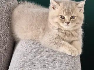 British Shorthair killing med stamtavle