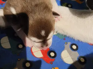 Siberian Husky bear  hvalpe