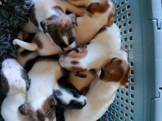 Jack Russell hvalpe 