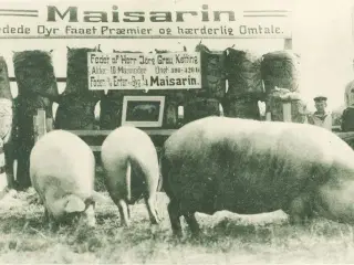 Reklamekort, 1913, svinefoder