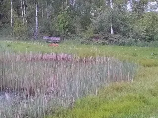 Jagt ejendom på 11,3Ha, særligt natur og egen sø.