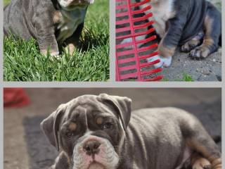 Old English Bulldog 