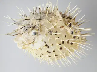 ⭐️· Dekoration af tørret pindsvinefisk / Kuglefisk