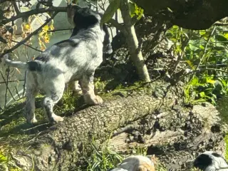 Ægte Engelsk Cocker spaniel