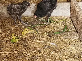 Araucana, haleløs