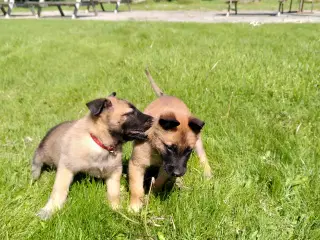 Belgiske hyrdehvalpe til salg – Malinois x Tervuer