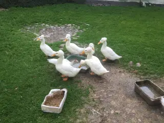 1,2 kejserænder