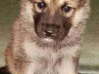 Alaskan m - tjekkiske ulveh.- chow chow - husky