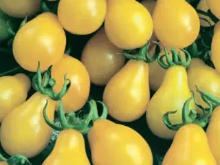 Tomatplanter 'Yellow Pear'
