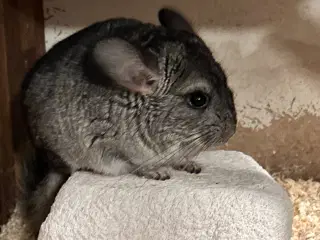 Chinchilla 
