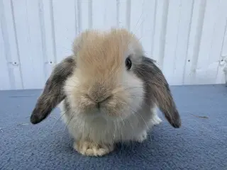 Dværgvædder/Mini lop hunkanin