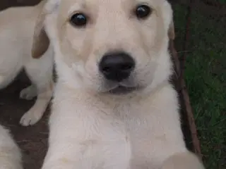 Labrador retriever hvalpe 